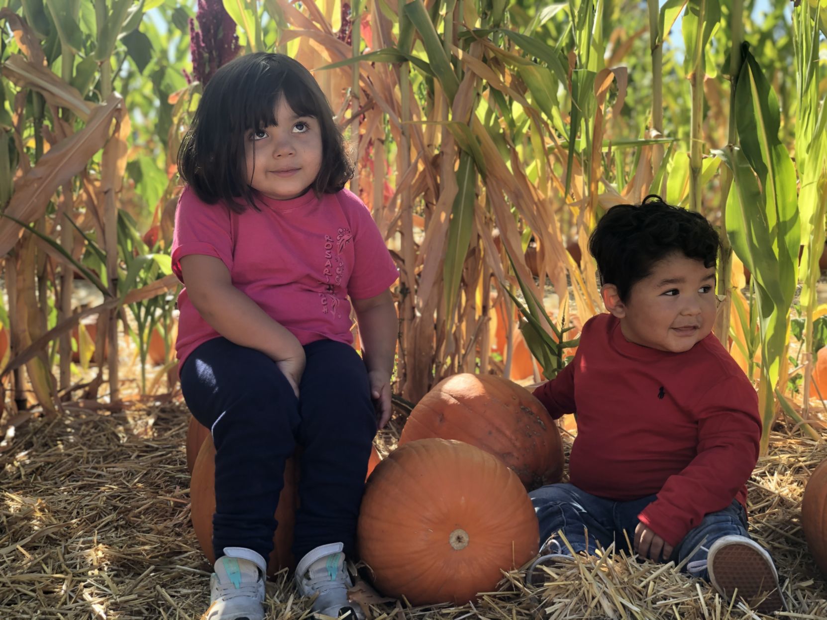 Picking Pumpkins 2019